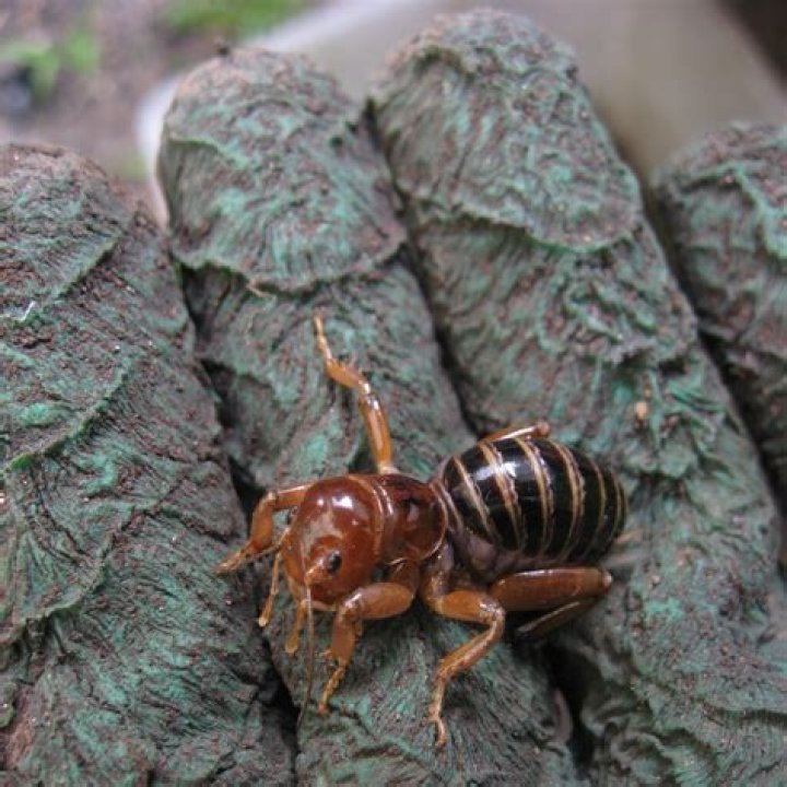 Are potato bugs nocturnal?