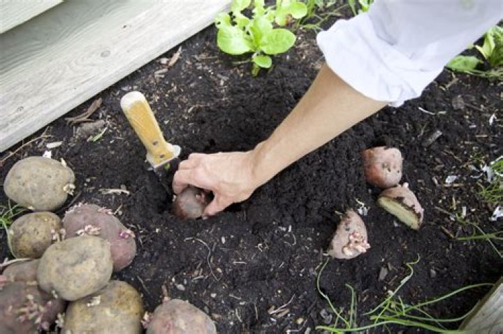 Can you just throw potatoes in the ground?