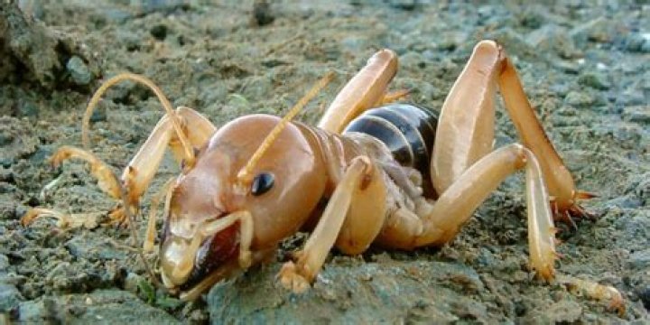 Do potato bugs bite?
