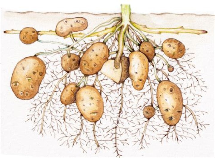 How has the starch got to the potato tubers?