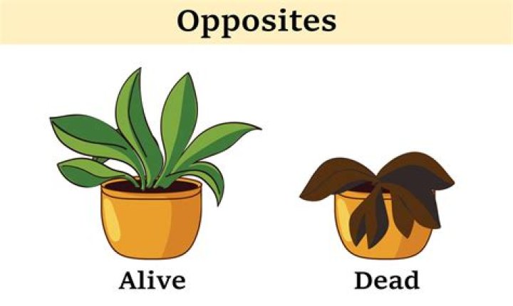 Is a potato alive dead or non-living?