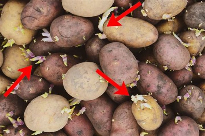 What happens to potatoes when exposed to light?