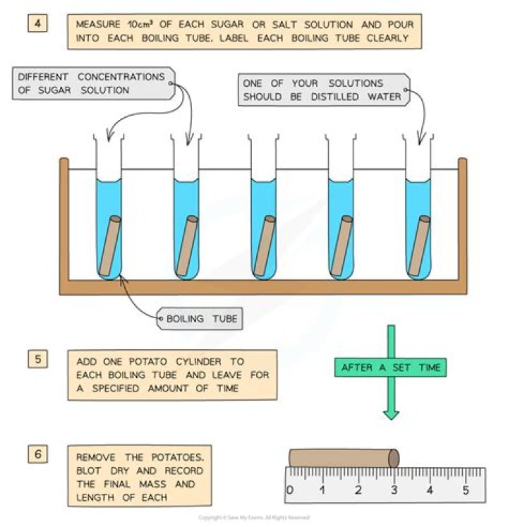 What happens when a potato strip is placed in salt solution?