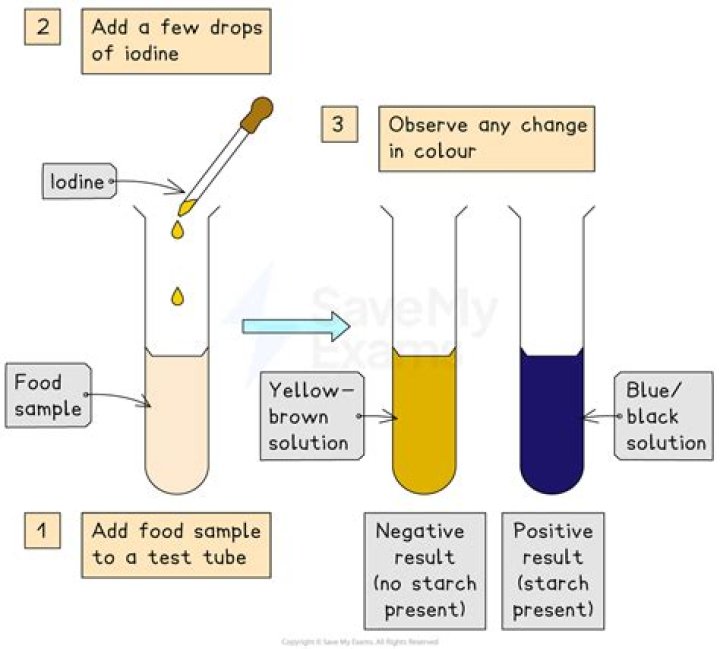 What is the purpose of having a potato juice sample in your iodine test?