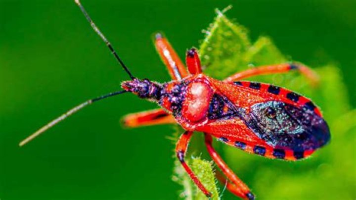 What is the scientific name for the assassin bug?