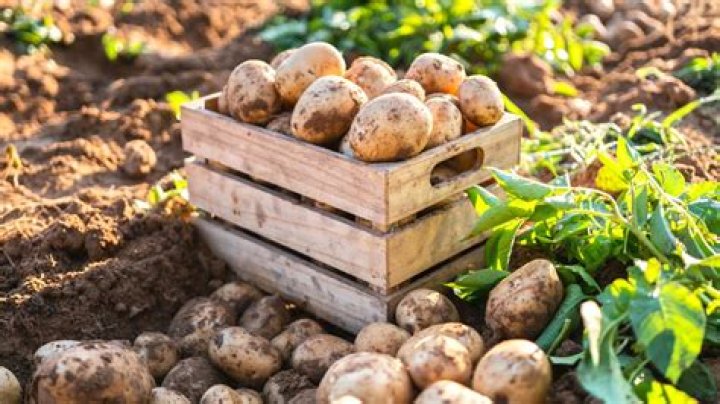 Where did the first potatoes come from in Europe?