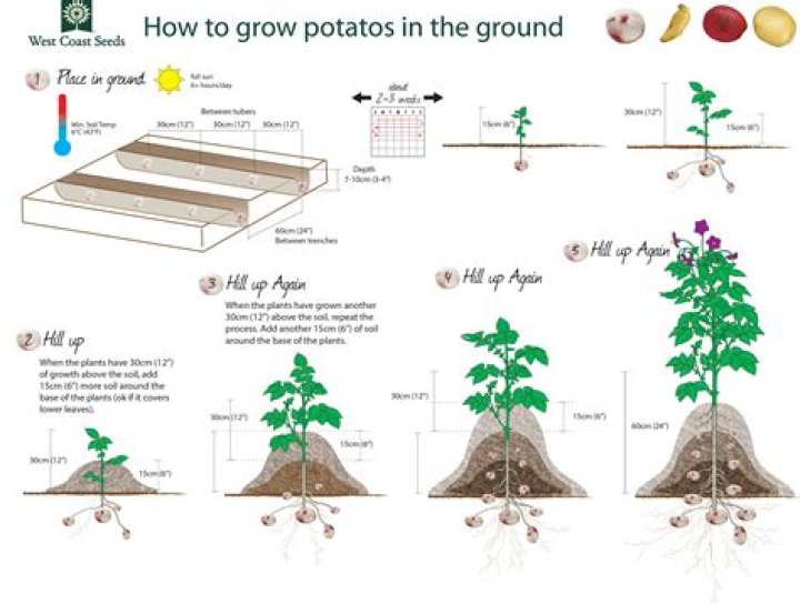 Where do potatoes grow in the ground?