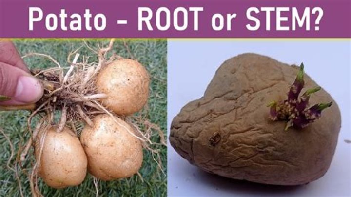 Why was the potato a main staple in the Irish diet?